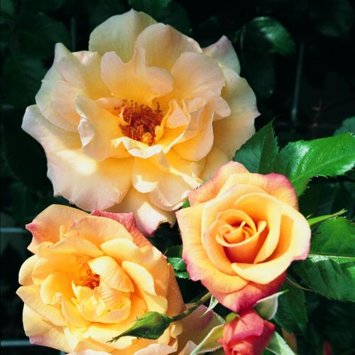 Rosa Moonlight ® - gelb - kletterrosen